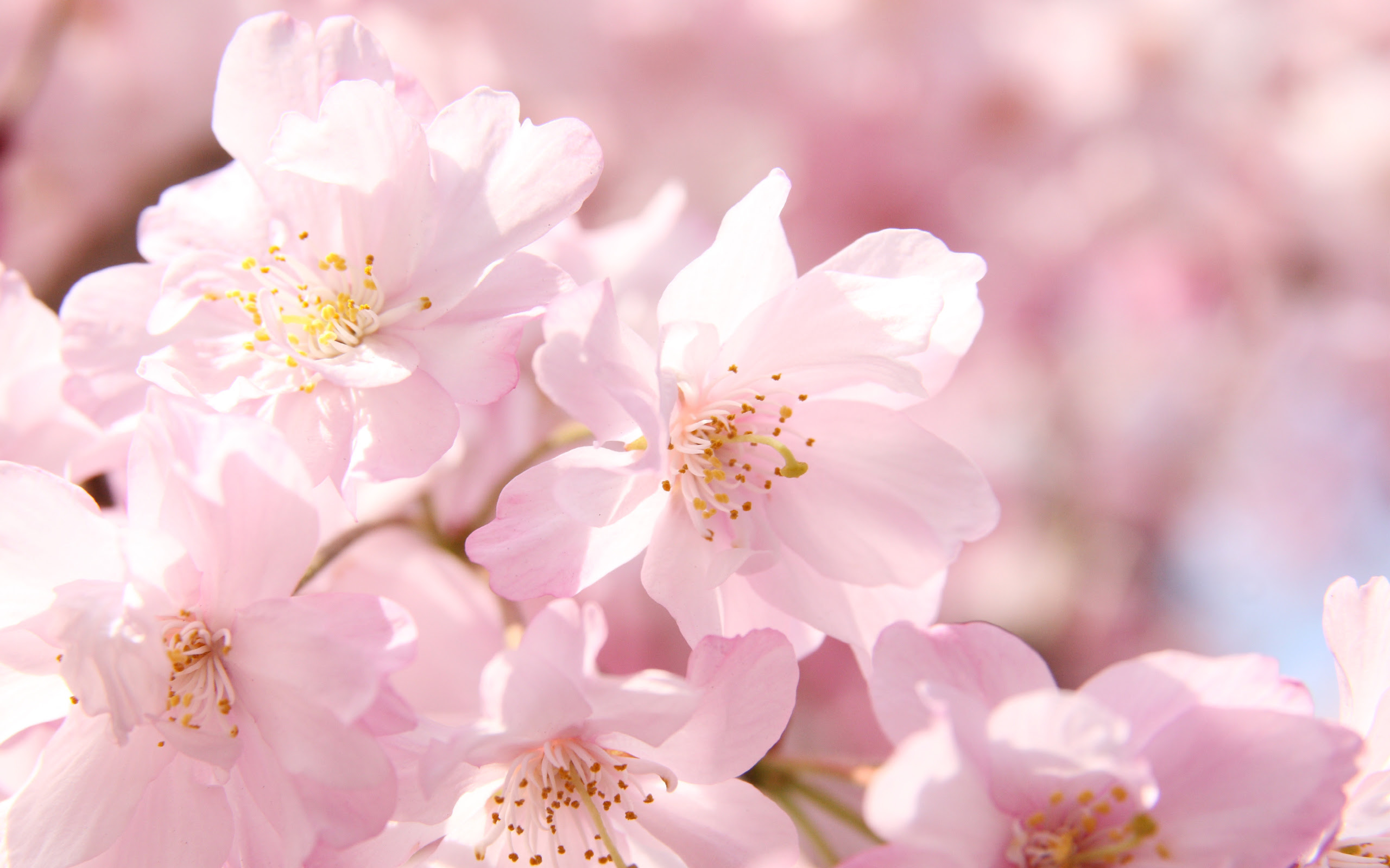 田舎 幅 牧師 桜 壁紙 Criminalconsultant Org