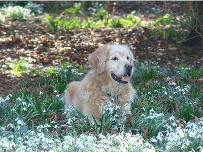 Hunters Lodge Vets: Vet Guildford, Ewhurst, Cranleigh ...