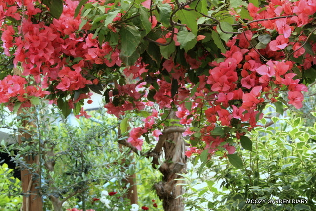 秋まで楽しめる熱帯の蔓植物 A Cozy Garden Diary
