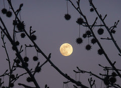 Moon and stars
