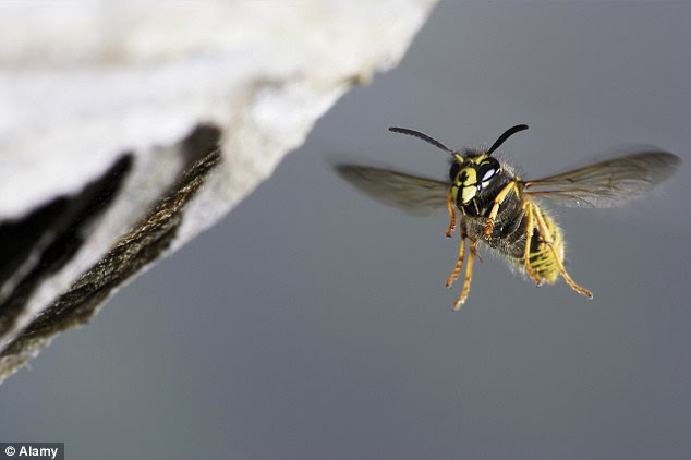Matthew Oates, wildlife specialist at the National Trust, thinks the problem may go all the way back to the miserable summer of 2012