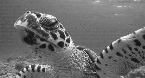 Animalia,chordata,reptilia,cryptodira,turtle,tortoise,wallpapers Tortoise Swimming