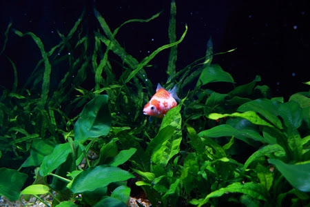 金魚與水草並存學問大 一 魚缸種植水草有那些優點 Martin的金魚窩 痞客邦