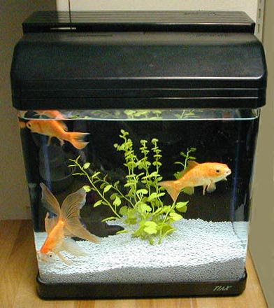 金魚すくい教室 飼い方