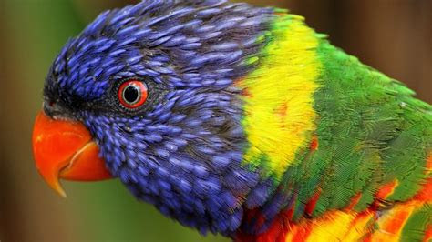 How do i put on a pad? Wallpaper rainbow parrot, beautiful, colorful animals