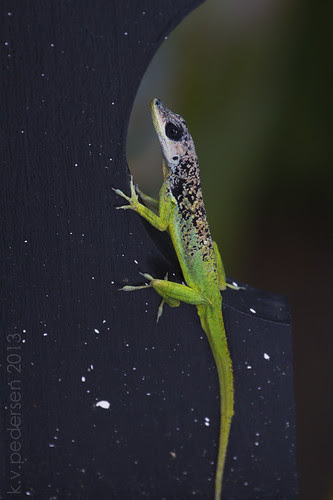Barbados anole