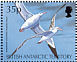 Wandering Albatross Diomedea exulans