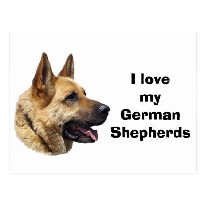 Alsatian German Shepherd dog Postcard