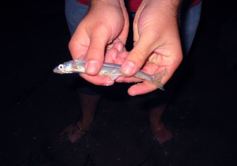 grunion