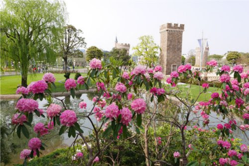 東京ディズニーリゾートにはディズニーランドローズという名前のバラが植えられている ディズニー裏話 雑学 トリビアが2 000話以上 ディズニーブログ じゃみログ