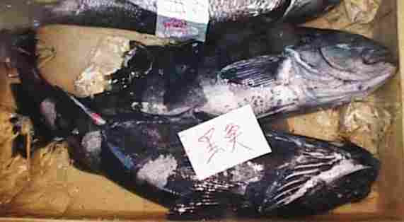 寿司ネタ 黒魚 って 第３回 問題付です 練馬ではたらく社長のアメブロ