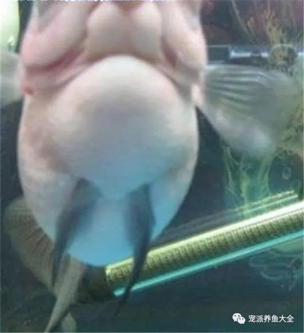 罗汉鱼腹水病的可能原因 症状和治疗参考简介 实用