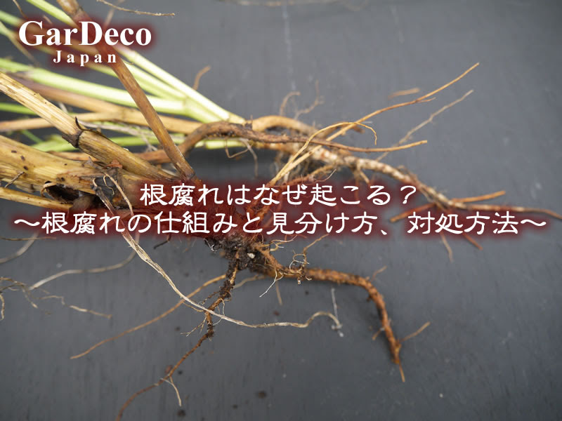 根腐れはなぜ起こる 根腐れの仕組みと原因 症状と見分け方 治療 対処方法は Gardeco Japan