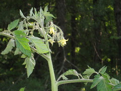 Tomato CU