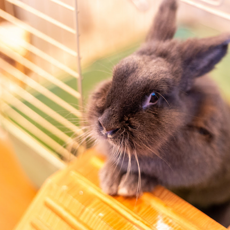 うさぎが喜ぶ環境は うさぎ用ケージレイアウト作りのポイント 小動物の総合情報サイト ペットスマイルニュースforスモマル