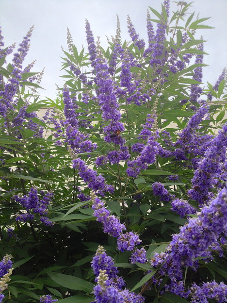 花の名前は分かりませんが 小さい紫の花が房のように集まった花 1 写真共有サイト フォト蔵