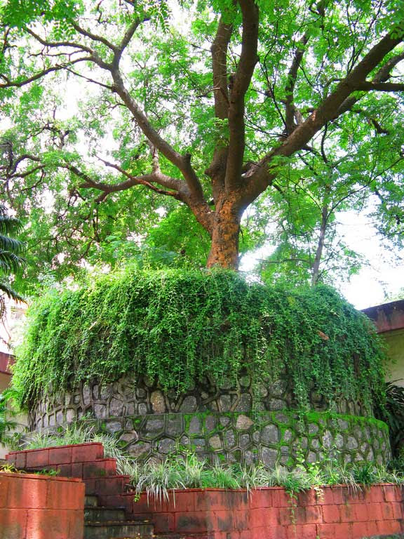 Garden Tree
