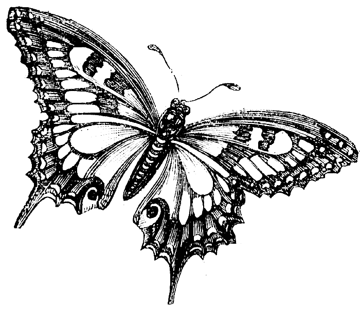butterfly_3_lg.gif