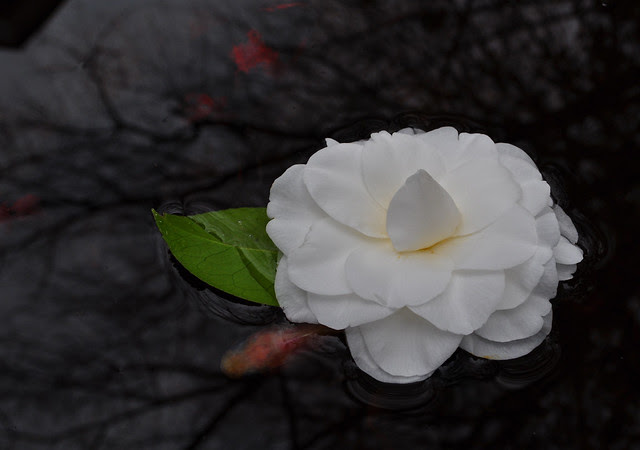 Camellia japonica 'Nuccio's Gem'