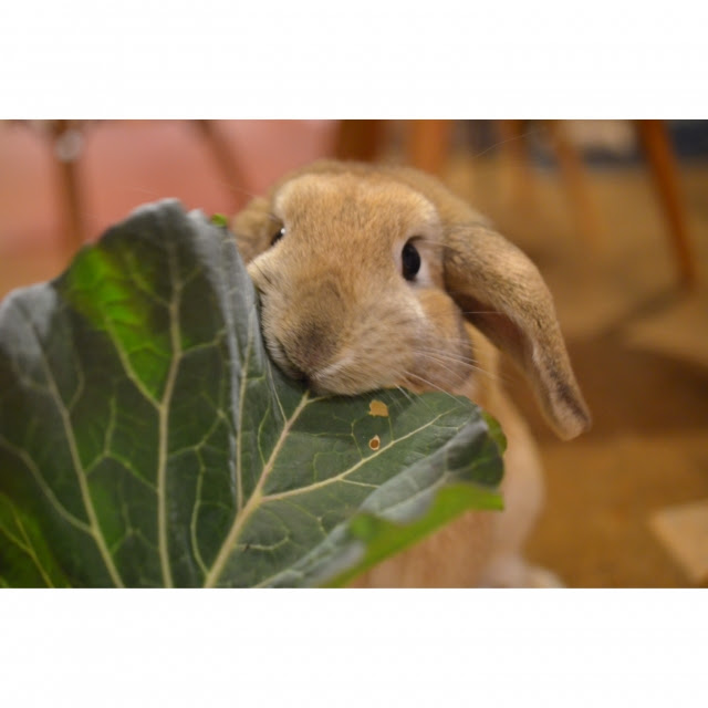 うさぎにあげてもいいおやつの種類 量 選び方のポイントは