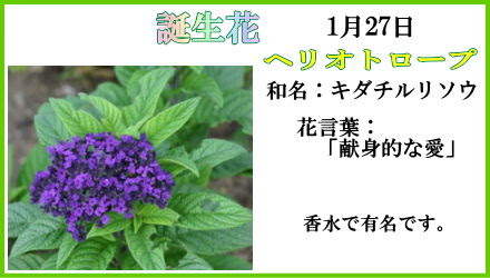 １月２７日 誕生花 花日記