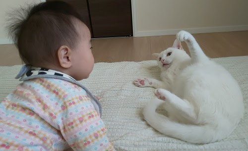 新米パパ 赤ちゃんと猫の関係を考える えちごメディカル