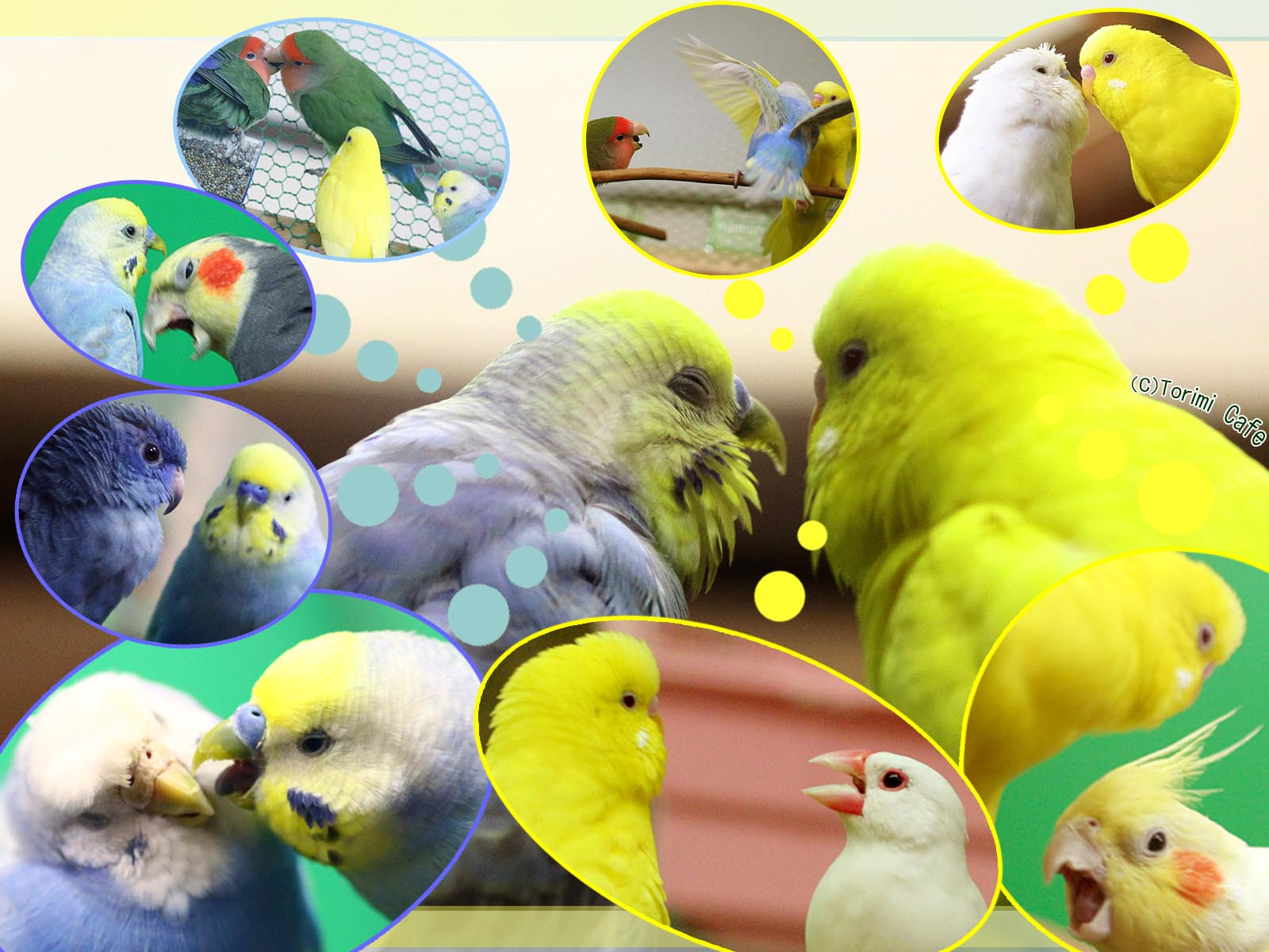 セキセイインコ壁紙 携帯待ち受け 井戸端会議 ぽこの森オリジナル壁紙プレゼント ようこそ とりみカフェ 鳥カフェでの出来事や鳥写真