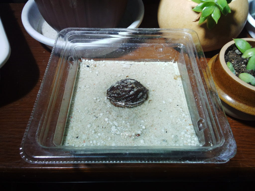 ももの種植えてみた プルメリアガーデン