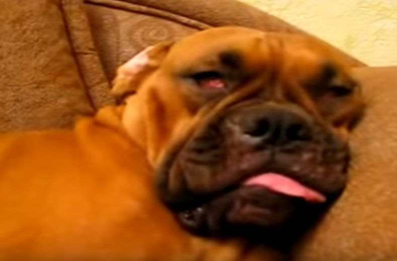 白目をむいて口半開きで寝る犬がイビキをかいて寝ている てぃーだブロガー 地産地消日記