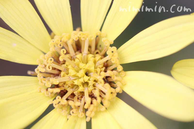 ツワブキの花の写真 花言葉 名前の由来 みみみんブログ