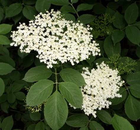 elderflower cordial recipe jonsbushcraftcom