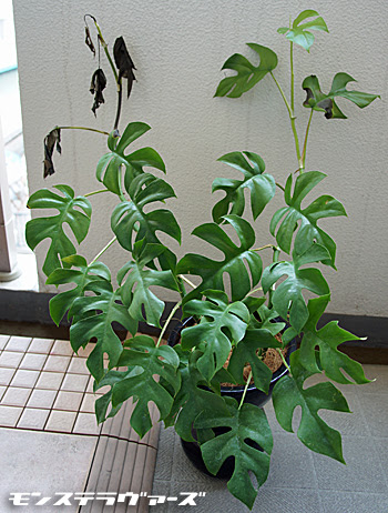 モンステラ ミニマ 泣く泣く切り戻す の巻 モンステラヴァーズ