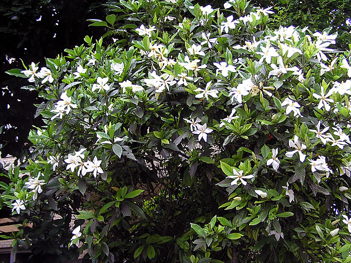 クチナシ 植物写真鑑