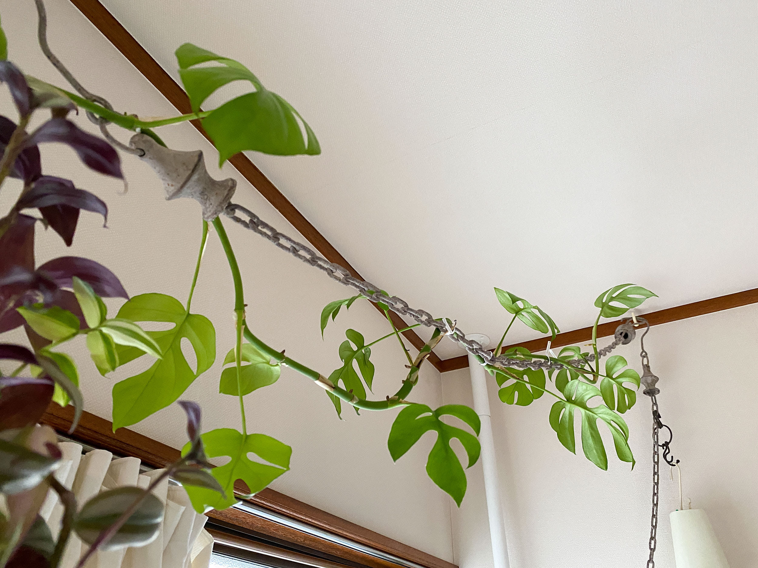 シュガーバインの育て方と伸びすぎたポトスの仕立て直し くまパン園芸 Kobiのシークレットガーデン 観葉植物 多肉植物の育て方