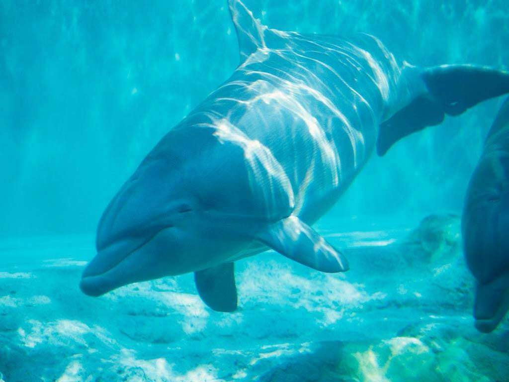 photo dauphins