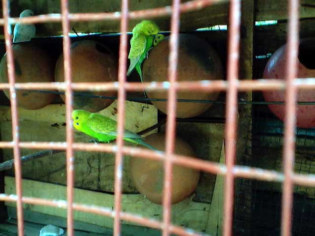 wallpaper of love birds. girlfriend Beautiful Bird Wallpapers beautiful love birds wallpaper.