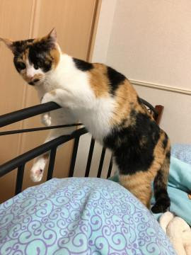 沖縄県 甘えん坊 メス 爪なし 4歳 三毛猫 猫の里親募集 ネコジルシ