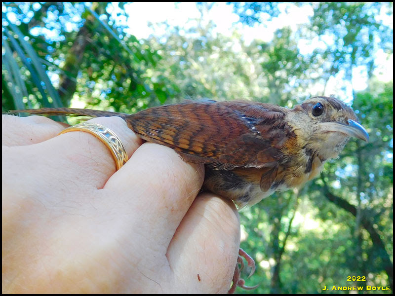 Carolina Wren