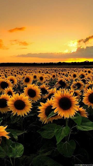 sunflower field backgrounds hd wallpapers desktop