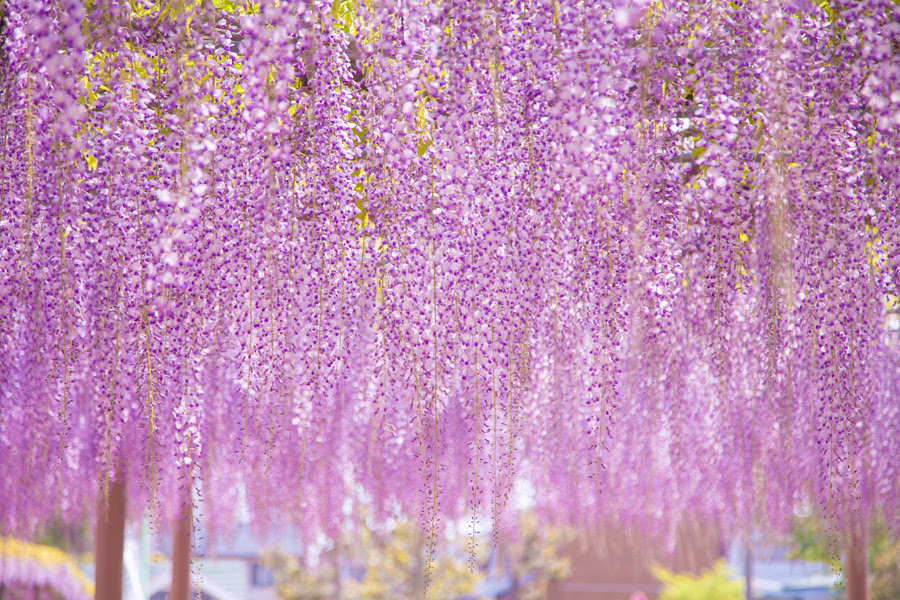 フリー写真 藤の花でアハ体験 Gahag 著作権フリー写真 イラスト素材集