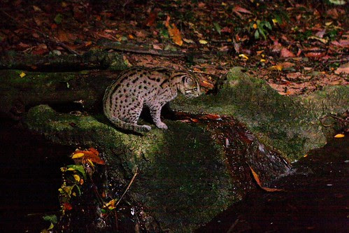 fishing cat pet. we have a fishing cat.