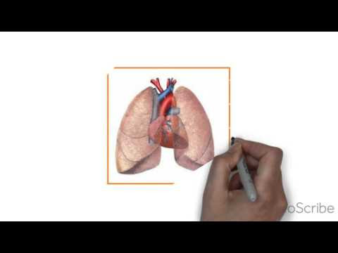 My Video You Tube