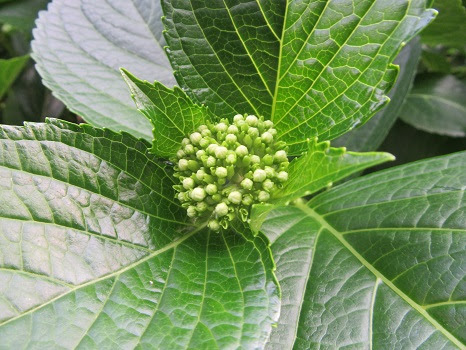 おっと 紫陽花が本格的に咲き始めましたっ まずは満開になる前に 開花の課程を仔細に観察するのがちょっと好きです 5 30 旧4 24 壬子