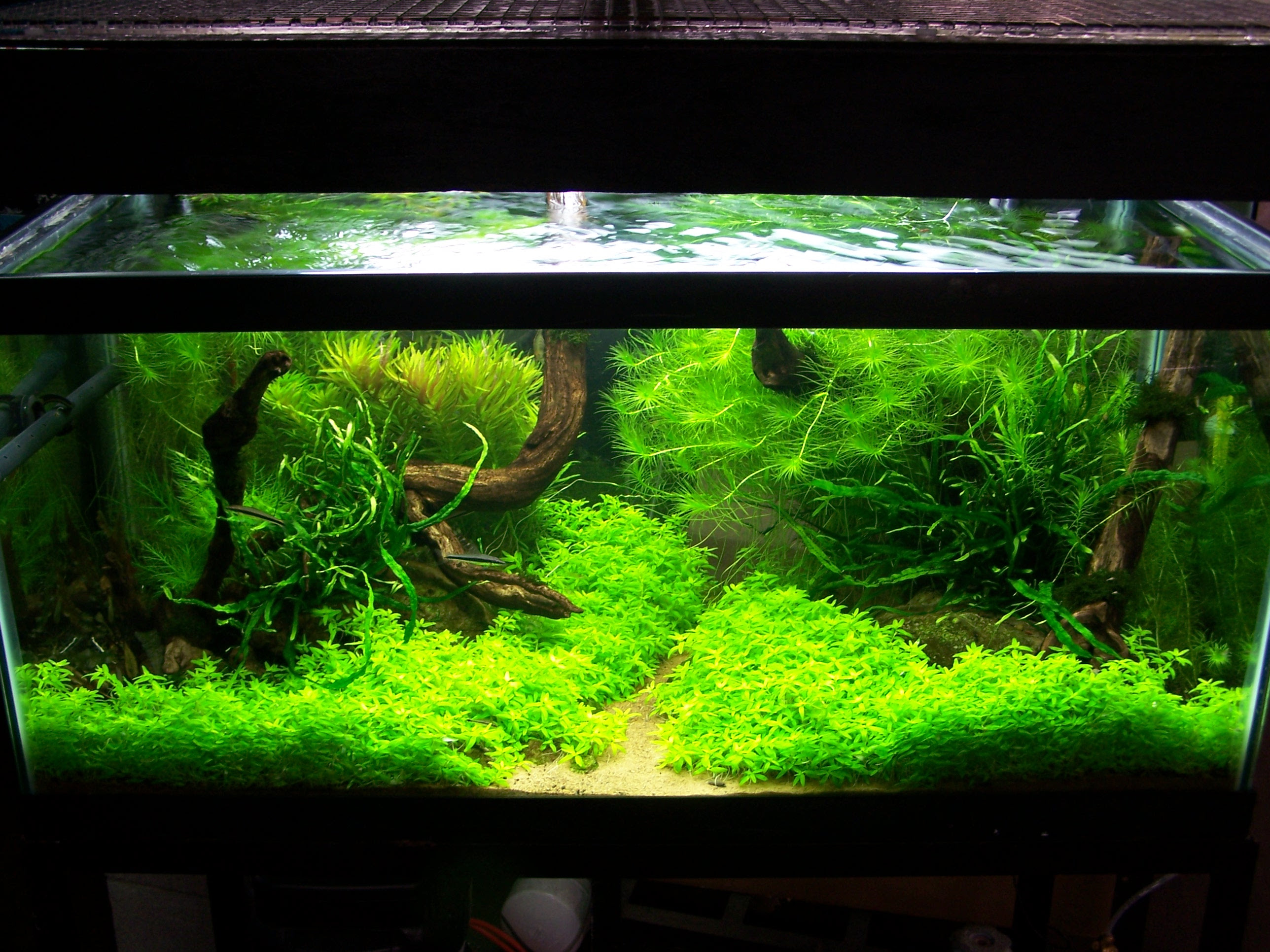 Adventures In Aquascaping