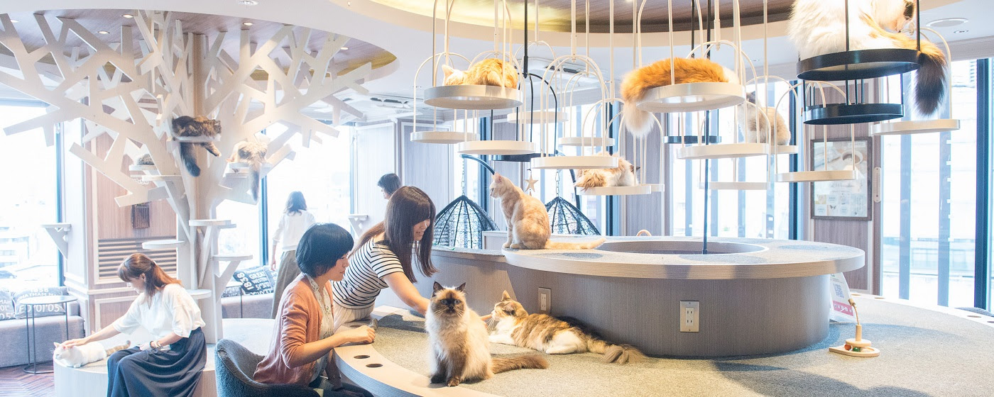 猫カフェ モカ Mocha 渋谷センター街店