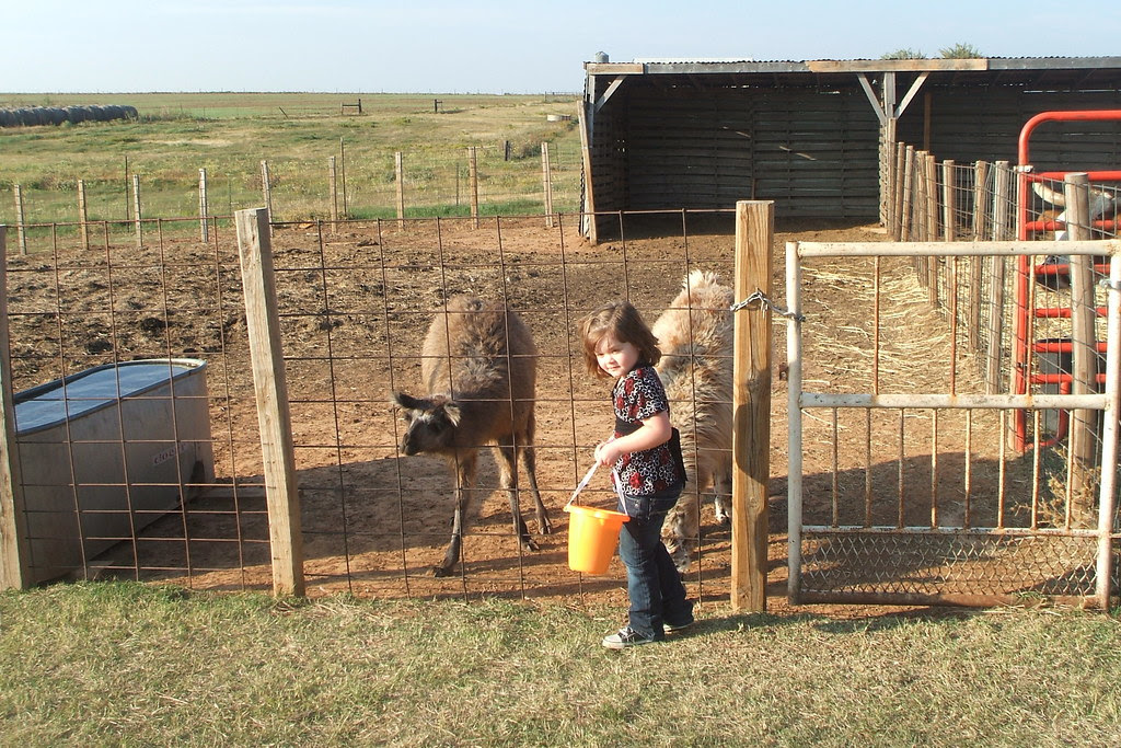 Feeding the Llamas