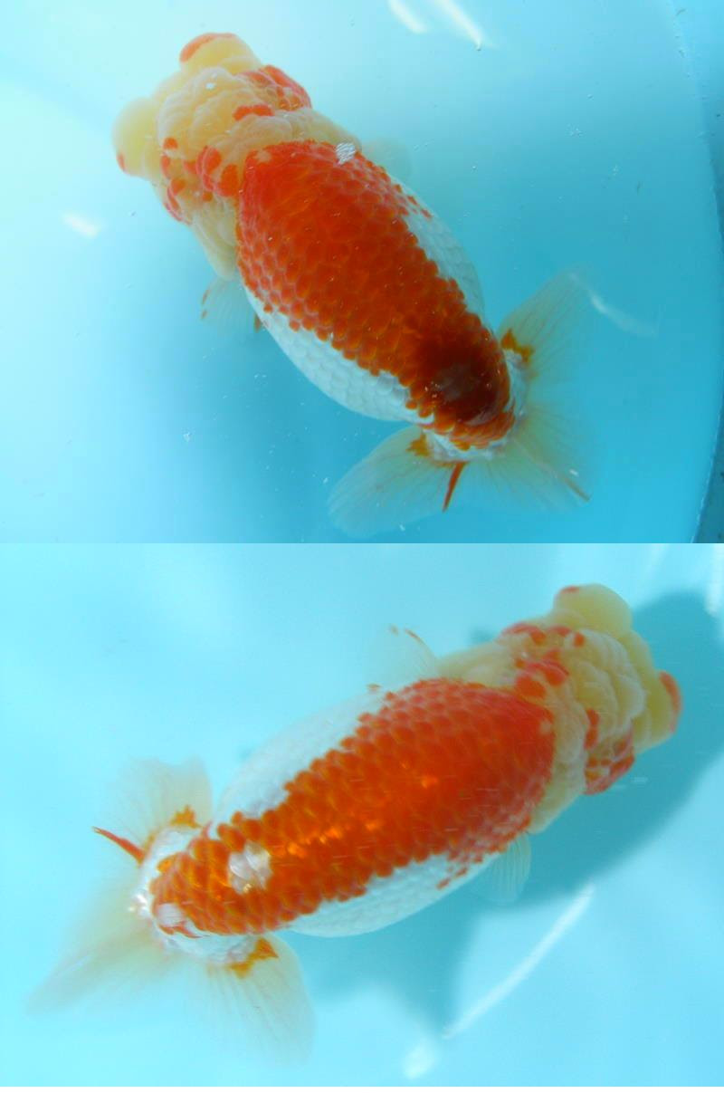 金魚 らんちゅう専門店 金魚一道 飼育日誌 目指せ 全国大会で日本一