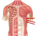 Muscles Over Rib Cage - Thoracic Muscles - Attachments - Actions - TeachMeAnatomy / Try to be as accurate as you can with them.