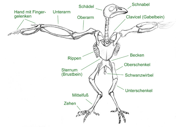 Einen Vogel zeichnen lernen