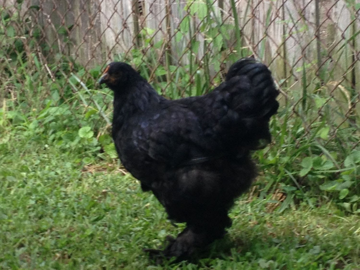 Chicken Breeds of the Flock